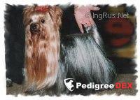 ADONIS DE L'ECLIPSE ROYALE — Labaza DogPedigree YorkshireTerrier