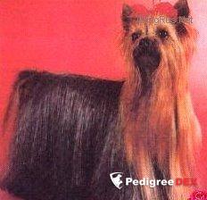  ROYAL FLASH DU DOMAINE DE MONDERLAY — Labaza DogPedigree YorkshireTerrier