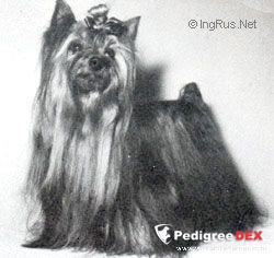  WILDWEIR TEN O'CLOCK SCHOLAR — Labaza DogPedigree YorkshireTerrier