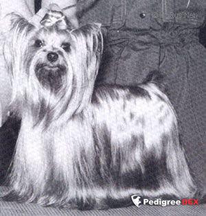 CASTLE'S SONG SUNG BLUE — Labaza DogPedigree YorkshireTerrier