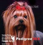 MOSKOVSKIY TALISMAN GLADYS ASTRA — Labaza DogPedigree YorkshireTerrier
