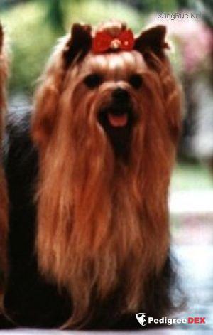 OPEN ARMS OF MILLMOOR — Labaza DogPedigree YorkshireTerrier