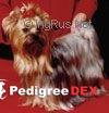 JUST A KISS DU BOIS BASSELIN — Labaza DogPedigree YorkshireTerrier