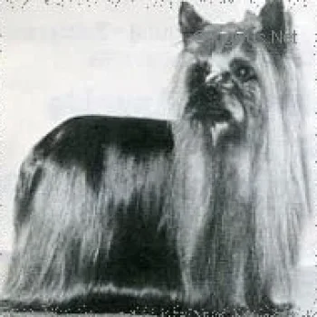 MARSHONIA INSPIRATION