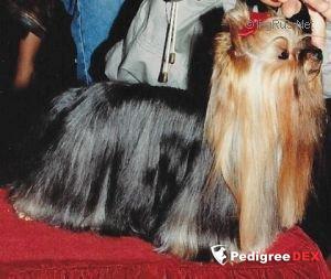VAN LOO DE MONTIJO — Labaza DogPedigree YorkshireTerrier