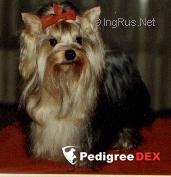  ENCHANTERESSE — Labaza DogPedigree YorkshireTerrier