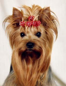 BAGGARDI LAKI — Labaza DogPedigree YorkshireTerrier