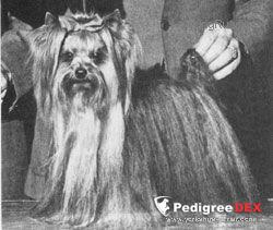 GAYTONGLEN TEDDY OF MAYFAIR