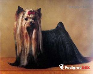 ESTUGO'S STARGAZER — Labaza DogPedigree YorkshireTerrier