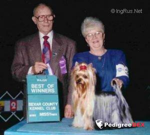 FIRACRES IN A LEAGUE OF HIS OWN — Labaza DogPedigree YorkshireTerrier