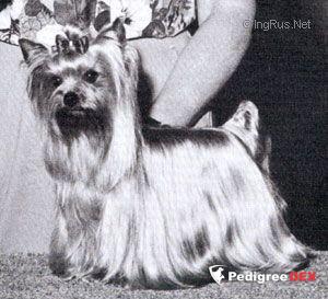JOFRE'S CASTLE IN THE SKY — Labaza DogPedigree YorkshireTerrier