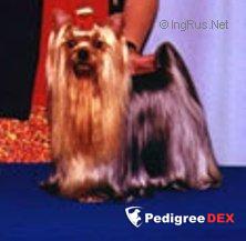  NICNAK'S B.M.W. COUPE AT SQUIRREL — Labaza DogPedigree YorkshireTerrier