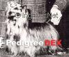 PREMAR SWEET GATOR-AIDE — Labaza DogPedigree YorkshireTerrier