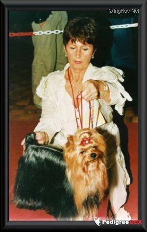  FLASH-ROYAL DU GUE DE L`ADOUR — Labaza DogPedigree YorkshireTerrier