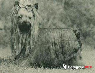 CARMARDY BENJAMIN — Labaza DogPedigree YorkshireTerrier