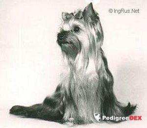 DEBONAIRE'S THINK TWICE — Labaza DogPedigree YorkshireTerrier