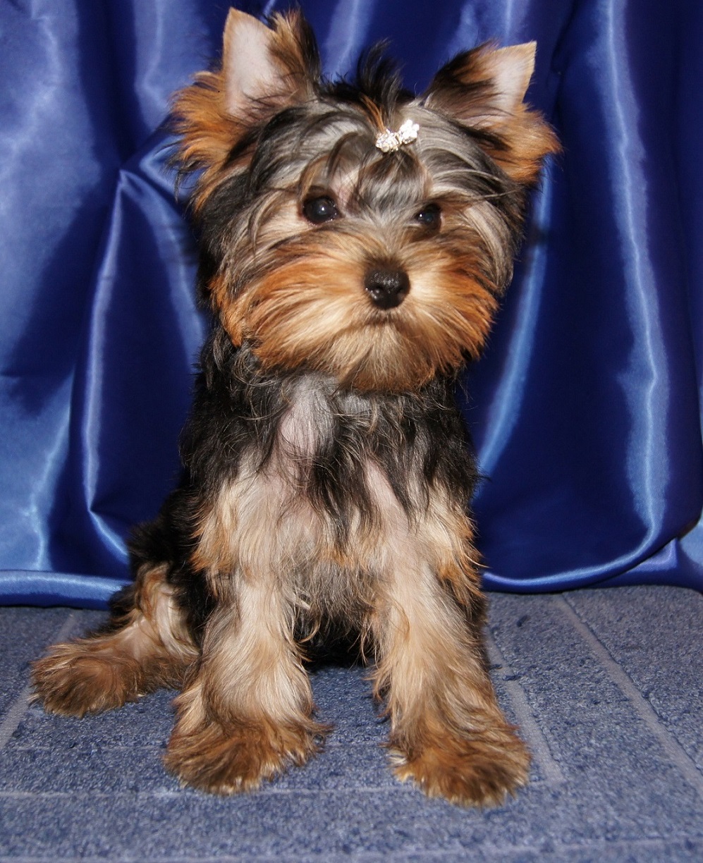 Emma`s Caprice NATALIE CHRISTMAS STAR EMMA'S CAPRICE — Labaza DogPedigree YorkshireTerrier