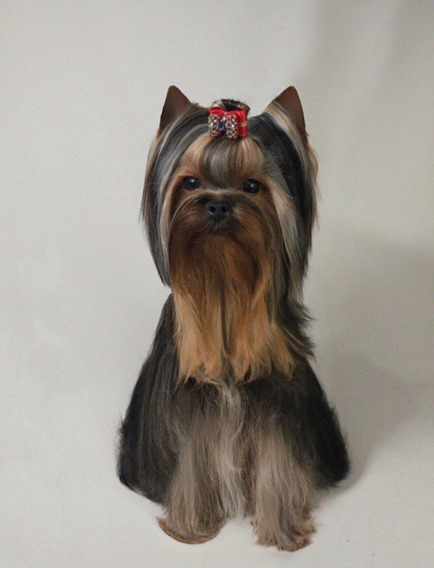 Emma`s Caprice D'ARTAGNAN EMMA'S CAPRICE — Labaza DogPedigree YorkshireTerrier