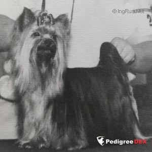  YORKBORO FOLLOW THE LEADER — Labaza DogPedigree YorkshireTerrier