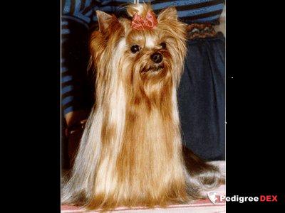 MERRYMITE'S SILKY SULLIVAN