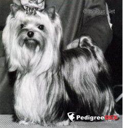  DURRER'S AIN'T SHE AMAZIN — Labaza DogPedigree YorkshireTerrier