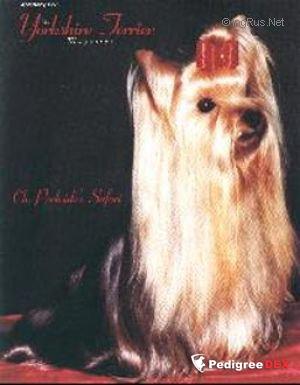PARKSIDE'S SAFARI — Labaza DogPedigree YorkshireTerrier