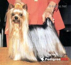  ROTHBY'S RANDALL BY PICO — Labaza DogPedigree YorkshireTerrier