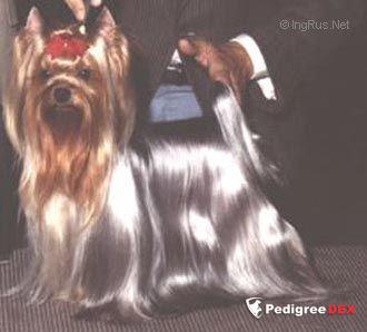  DENAIRE ROYAL LACE — Labaza DogPedigree YorkshireTerrier