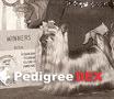  DURRER'S CALYPSO — Labaza DogPedigree YorkshireTerrier
