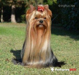 Durrer DURRER'S WHY STOP NOW — Labaza DogPedigree YorkshireTerrier