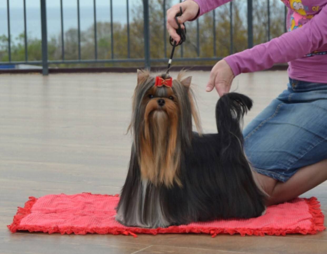 Emma`s Caprice FAINA YUKRAINA EMMA'S CAPRICE — Labaza DogPedigree YorkshireTerrier