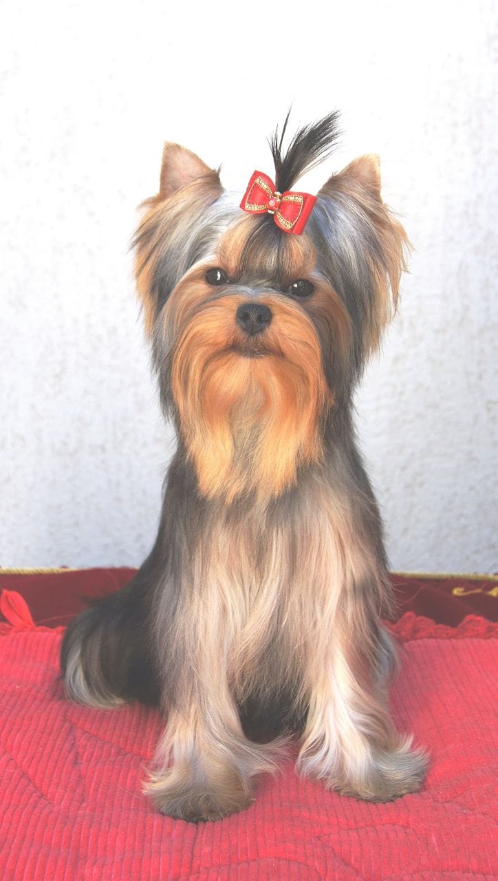 Emma`s Caprice FELICITA ABSOLUTA EMMA'S CAPRICE — Labaza DogPedigree YorkshireTerrier