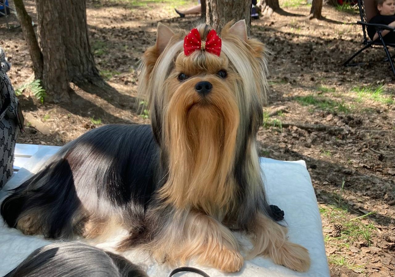 Emma`s Caprice LES SAISONS RUSSES EMMA'S CAPRICE — Labaza DogPedigree YorkshireTerrier