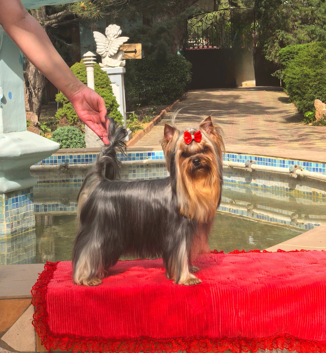 POLAR STAR EMMA'S CAPRICE — Labaza DogPedigree YorkshireTerrier