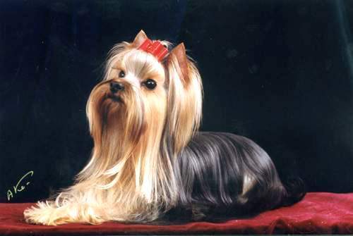  MINI SHOP MY PIACHE — Labaza DogPedigree YorkshireTerrier