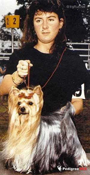  V.O. DE PENGHIBUR — Labaza DogPedigree YorkshireTerrier