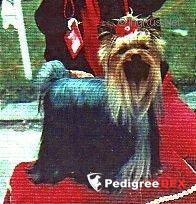  LITCHI OF MILLMOOR — Labaza DogPedigree YorkshireTerrier
