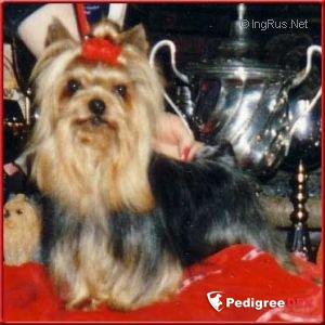 BLUE EMOTION DE LA PAM'POMMERAIE — Labaza DogPedigree YorkshireTerrier
