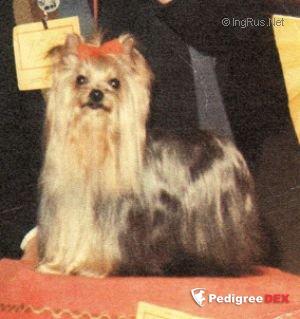 GENTLE-LOVER OF MILLMOOR — Labaza DogPedigree YorkshireTerrier