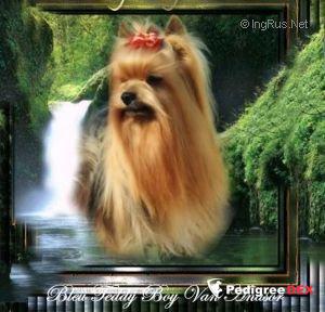 BLEU TEDDY BOY VAN ANASOR — Labaza DogPedigree YorkshireTerrier