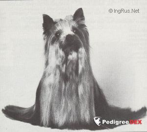  OZMILION TRUE DEDICATION — Labaza DogPedigree YorkshireTerrier
