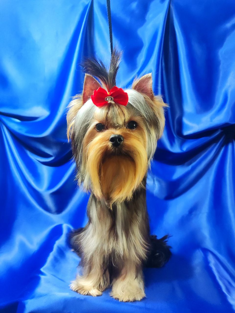 ♂KATYUSHA'S VICTORY SALUTE EMMA'S CAPRICE — Labaza DogPedigree YorkshireTerrier