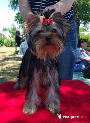 Emma`s Caprice EUPHORIA VIKTORIES EMMA'S CAPRICE — Labaza DogPedigree YorkshireTerrier