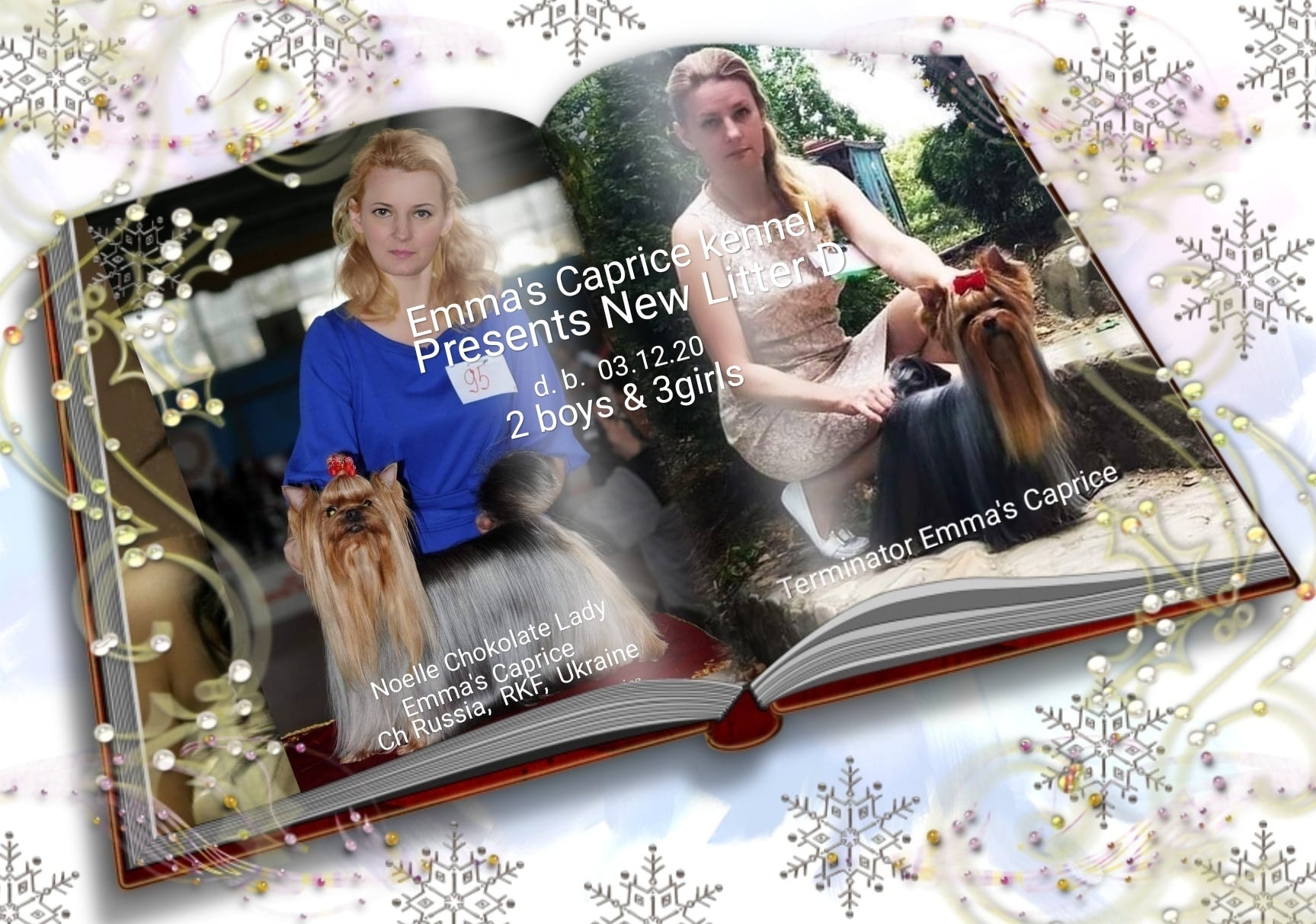Emma`s Caprice DREAMING OF A WHITE CHRISTMAS EMMA'S CAPRICE — Labaza DogPedigree YorkshireTerrier