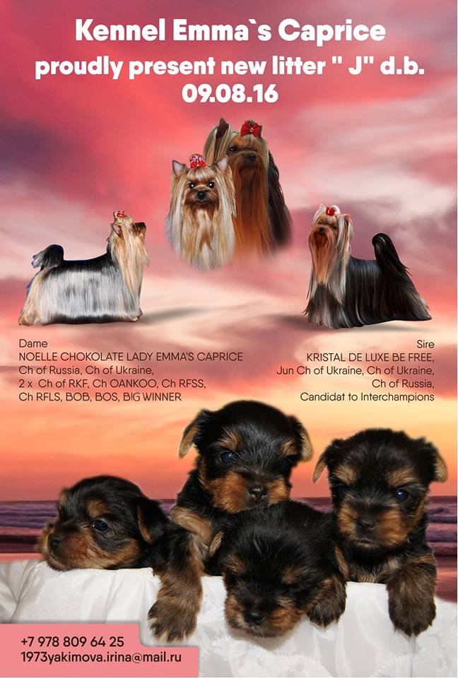 JAMAICA NIGHT ROSE EMMA'S CAPRICE — Labaza DogPedigree YorkshireTerrier