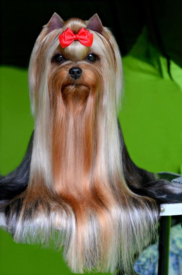 KRISTAL DE LUXE BE FREE — Labaza DogPedigree YorkshireTerrier
