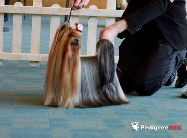OLANTIT SHOW KODI IS BORN -TO- WIN — Labaza DogPedigree YorkshireTerrier