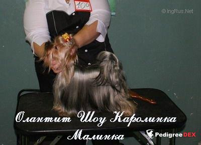 OLANTIT SHOW KAROLINKA MALINKA — Labaza DogPedigree YorkshireTerrier