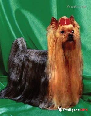 MUST DE PENGHIBUR — Labaza DogPedigree YorkshireTerrier