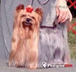 TURYANNE GREAT SCOTT — Labaza DogPedigree YorkshireTerrier